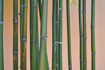 Group of  bamboo trees  on cream-colored background 
