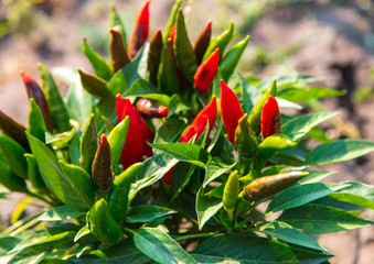 Red chili pepper on the nature.