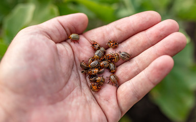 Colorado beetles in a hand on nature.