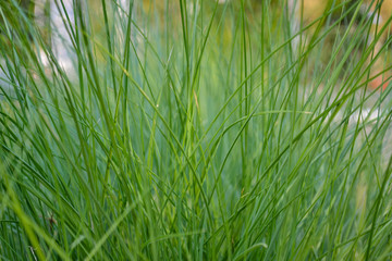 Texture of  Poaceae grasses as natural pattern  