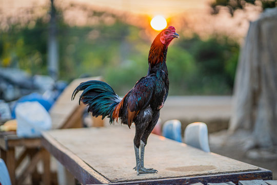 A beautiful gamecock standing elegant