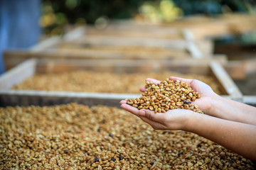 dry coffee beans on hands