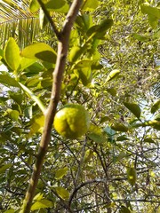 lemons on tree