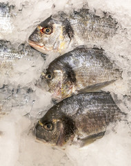 Trout in ice on a shelf in the store
