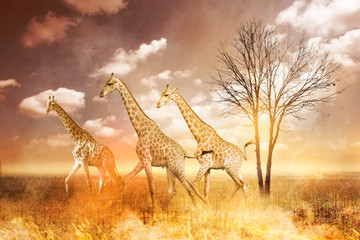 Giraffe with fire on background. Forest Fire, wildfire, burning forest in the smoke.