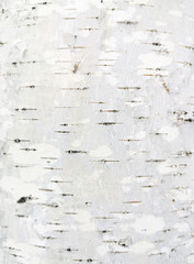 White bark on a birch as an abstract background