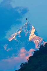 Close up of Machapuchare (Fish Tail) mountains as seen at sunrise from Pokhara city, Annapurna mountain range on dark blue sky, Nepal Himalayas, Nepal