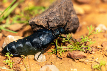A huge beetle in Socotra Island, Yemenese Unesco World Heritage Site in Indian Ocean