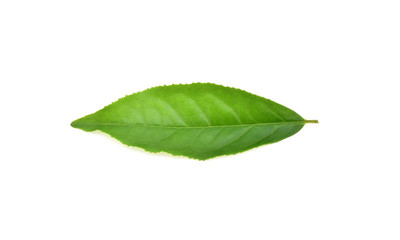 Fototapeta na wymiar Green tea leaf isolated on white background