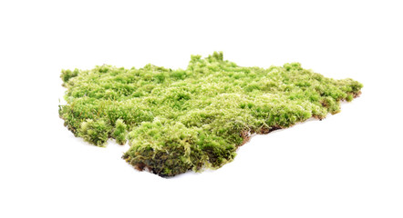 Green moss isolated on white background
