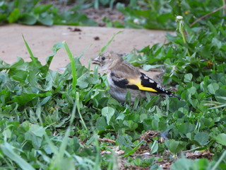 Finch resting on the grass