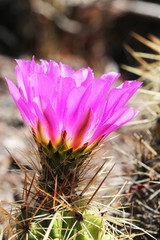 KAKTUS_echinocereus_cinarescens_ehrembergii