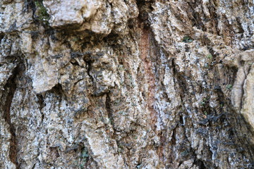 Tree bark. Abstract background. Macro.