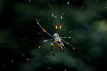 lose up macro shot of a European garden spider (cross spider, Araneus diadematus) sitting in a spider web