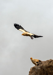 Egyptian Vulture in Socotra Island, Yemenese Unesco World Heritage Site in Indian Ocean