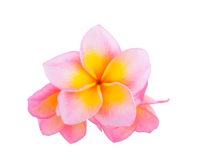frangipani flower isolated on white background