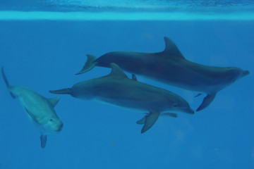 Delphin © Stephan von Mikusch