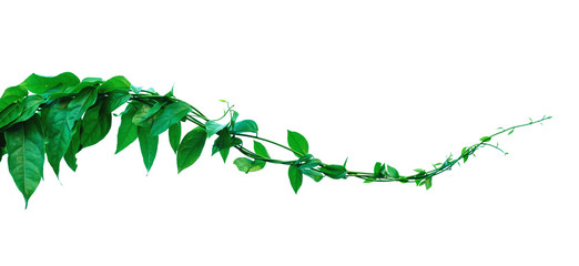 The vine with green leaves twisted separately on a white background. - obrazy, fototapety, plakaty