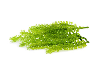 Umi-budou, grapes seaweed or green caviar isolated on white background