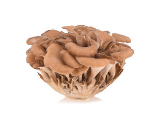 maitake mushrooms isolated on white background