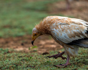 Egyptian Vulture in Socotra Island, Yemenese Unesco World Heritage Site in Indian Ocean