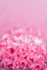 closeup view of Hyacinth delicate Pink flowers on pink background, blur. Concept of holiday, celebration, women day, Mother day 
