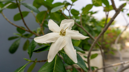 Branch of beauty white petals Cape jasmine flowering bush tree blooming on green leaf background, fragrant plant in a garden, selective focus image