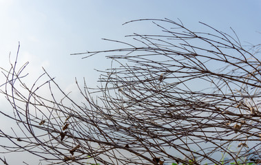 Brown dry branches and twig of the tree under blue sky background