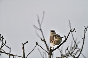 Northern Mockingbird