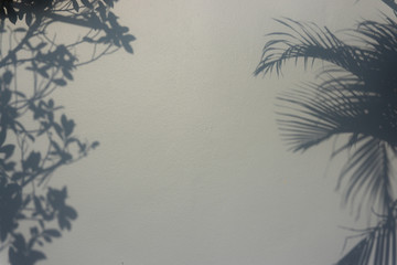 Fototapeta na wymiar Black shadow and shading of leaf and twig from palm tree branches on grey color concrete wall, concept for abstract background