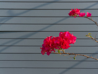 Bunch of Red petals of Bougainvillea flower plant blooming on grey color wooden natural backgrounds