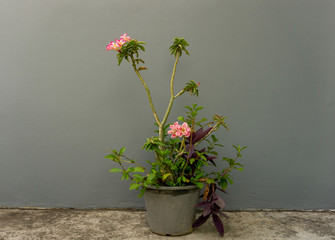 Pink petals Adenium flower plant or desert rose blossom on green leaf branches in  plastic pot on grey concrete floor and gray concrete wall backgrounds