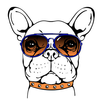 Cute french bulldog in sunglasses. Stylish image for printing on different surfaces