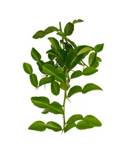 Greenery branches of Kaffir lime leaves plant know as makrut or Thai lime and citrus fruit, herbal plant isolated die cut with clipping path on white background