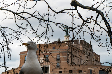Seagull with Castel Sant Angelo in Rome in Italy in the background