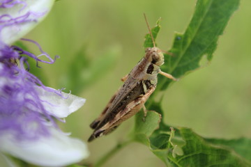 hungry hopper