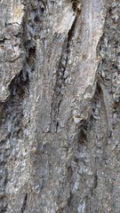 bark of a Linden tree close-up