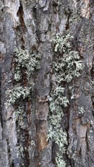bark of a Linden tree close-up