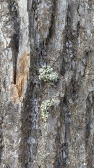 bark of a Linden tree close-up