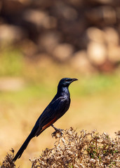 Socotran Rail, an endemic for Socotra Island, Yemenese Unesco World Heritage Site in Indian Ocean