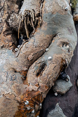 Snails escape heat and predators to a tree in Socotra Island, Yemenese Unesco World Heritage Site in Indian Ocean