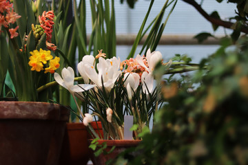 spring flowers in pots in the store