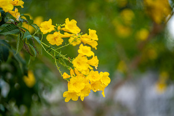 Beautiful trees and flowers that live naturally