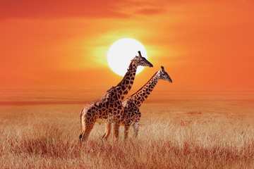 Giraffe in the African savanna against the backdrop of beautiful sunset. Serengeti National Park. Tanzania. Africa. - obrazy, fototapety, plakaty