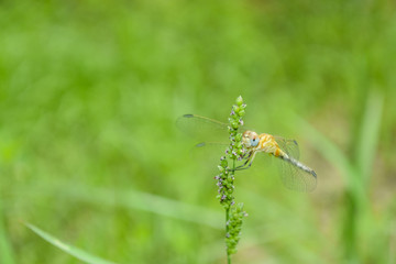 dragonfly on flower in garden close up nature outdoor insect animal, red brown color plant green background