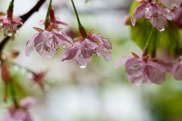 小雨降る中の桜の花（河津桜）