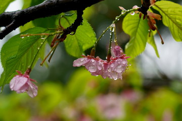 小雨降る中の桜の花（河津桜）