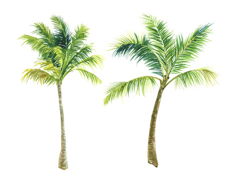 finished image of two palm trees on a white background, watercolor