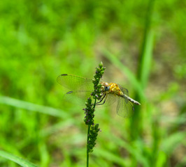 dragonfly on flower in garden close up nature outdoor insect animal, red brown color plant green background