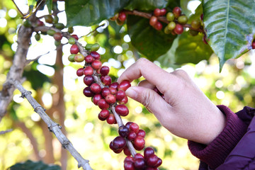 Coffee berries on leaves on branch coffee, Framer using hand pick berries on tree.